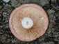Nyírfa-szőrgomba (Lactarius torminosus), Ausztria, Karintia